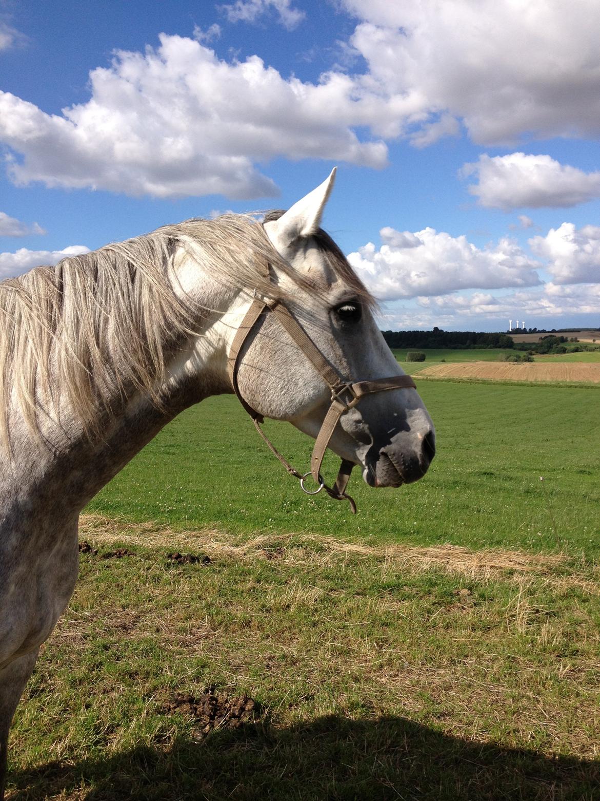 Anden særlig race Marlin - Du er bare for lækker! :D billede 1