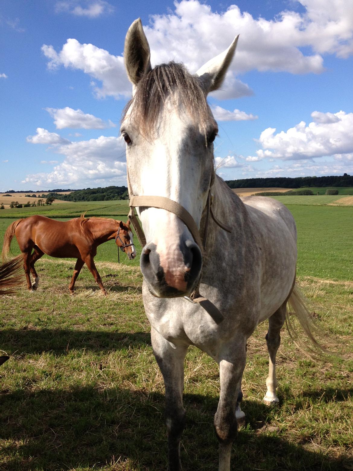 Anden særlig race Marlin billede 2
