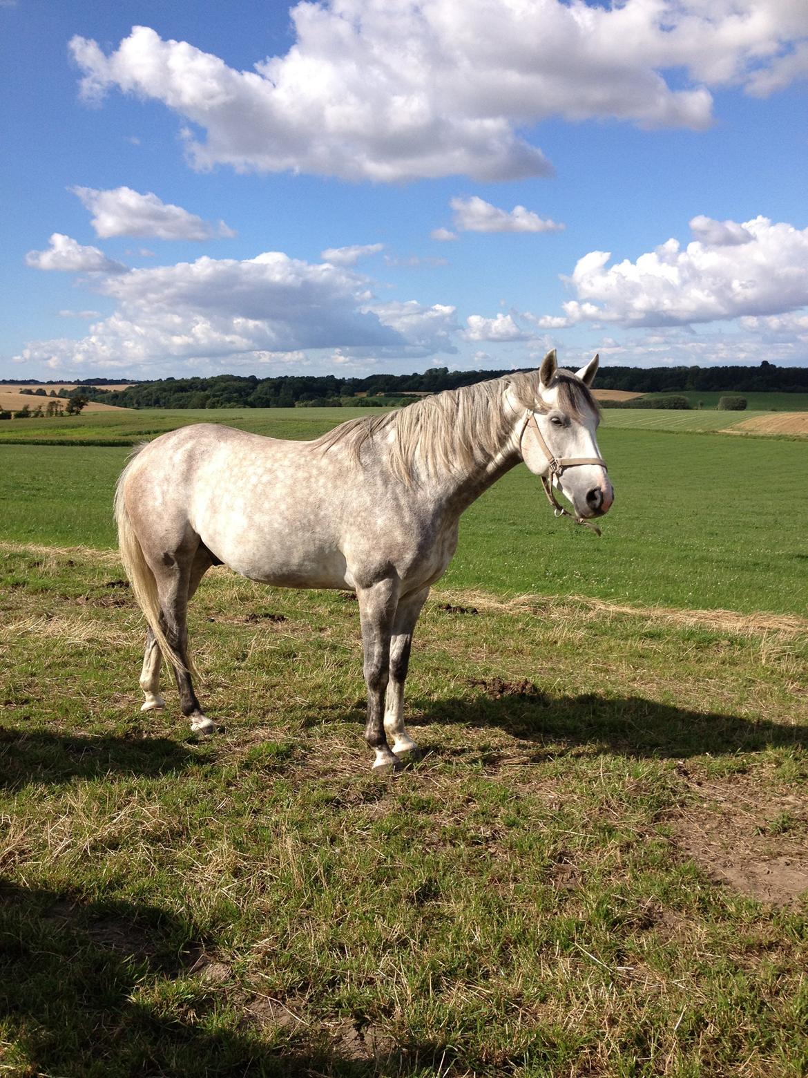 Anden særlig race Marlin billede 3