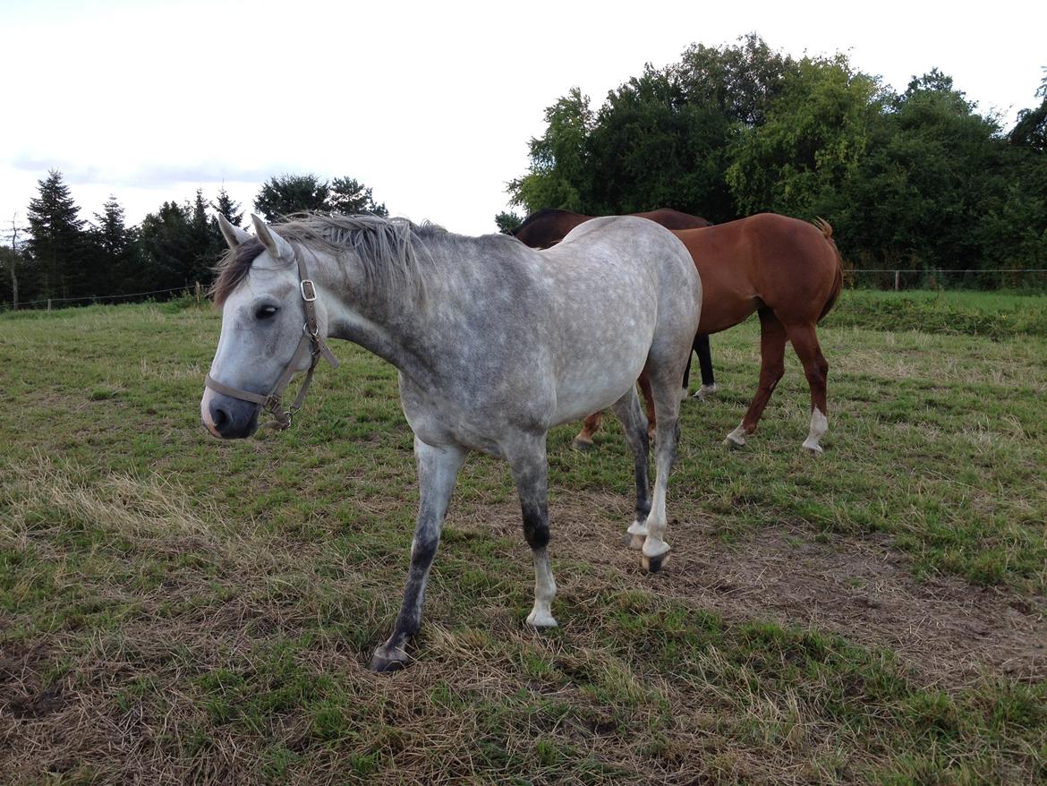 Anden særlig race Marlin billede 4