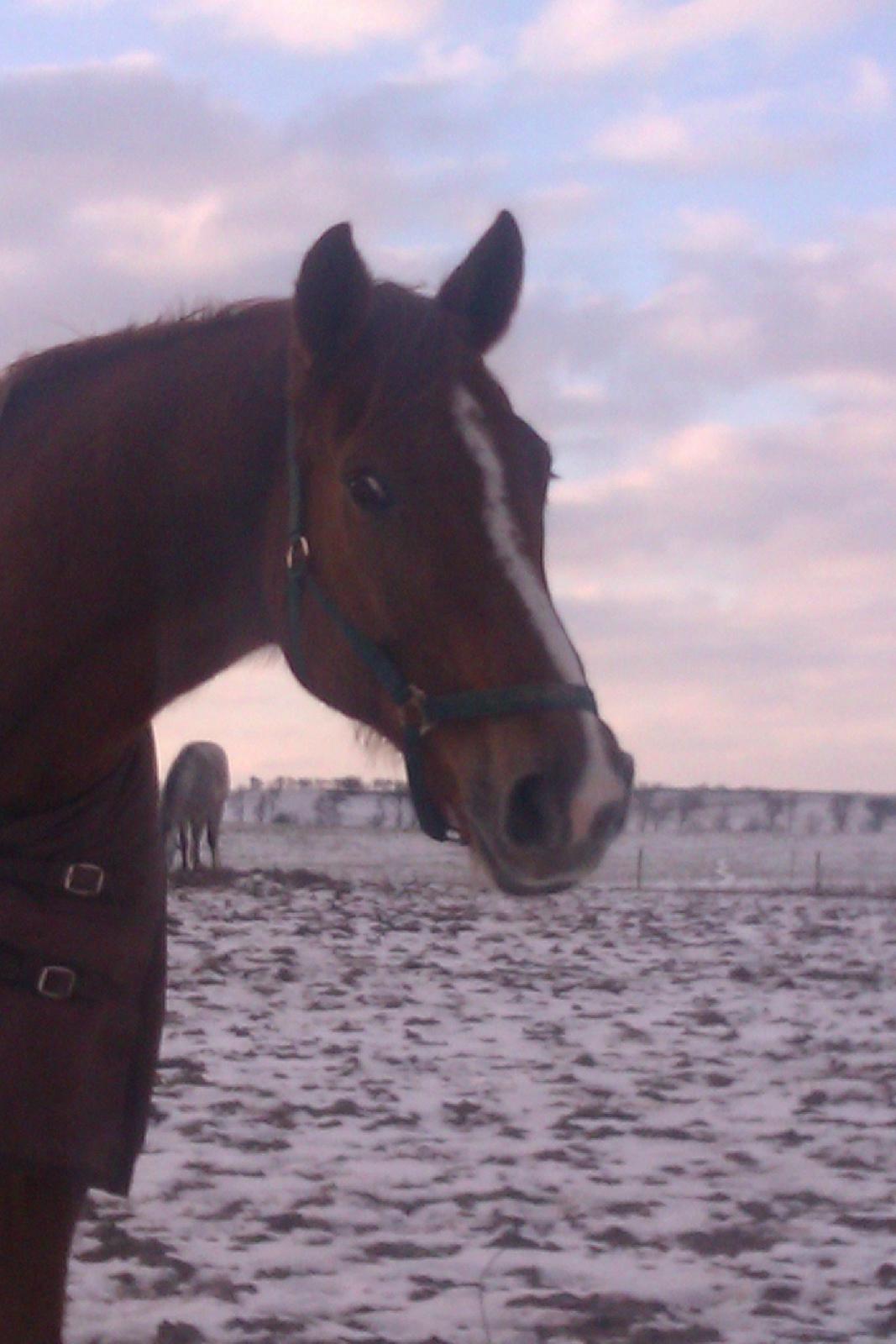 Dansk Varmblod Cést la vie - SNEEE billede 6