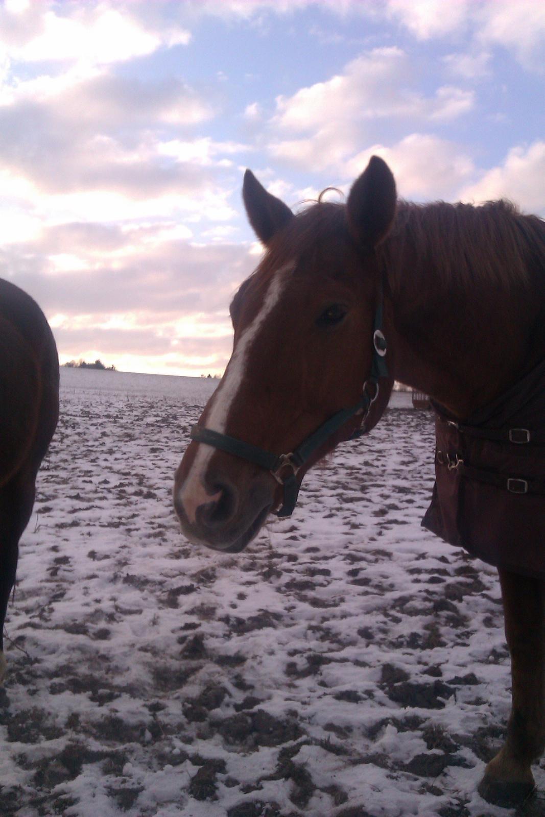 Dansk Varmblod Cést la vie - hey hvad sker der der over. billede 7