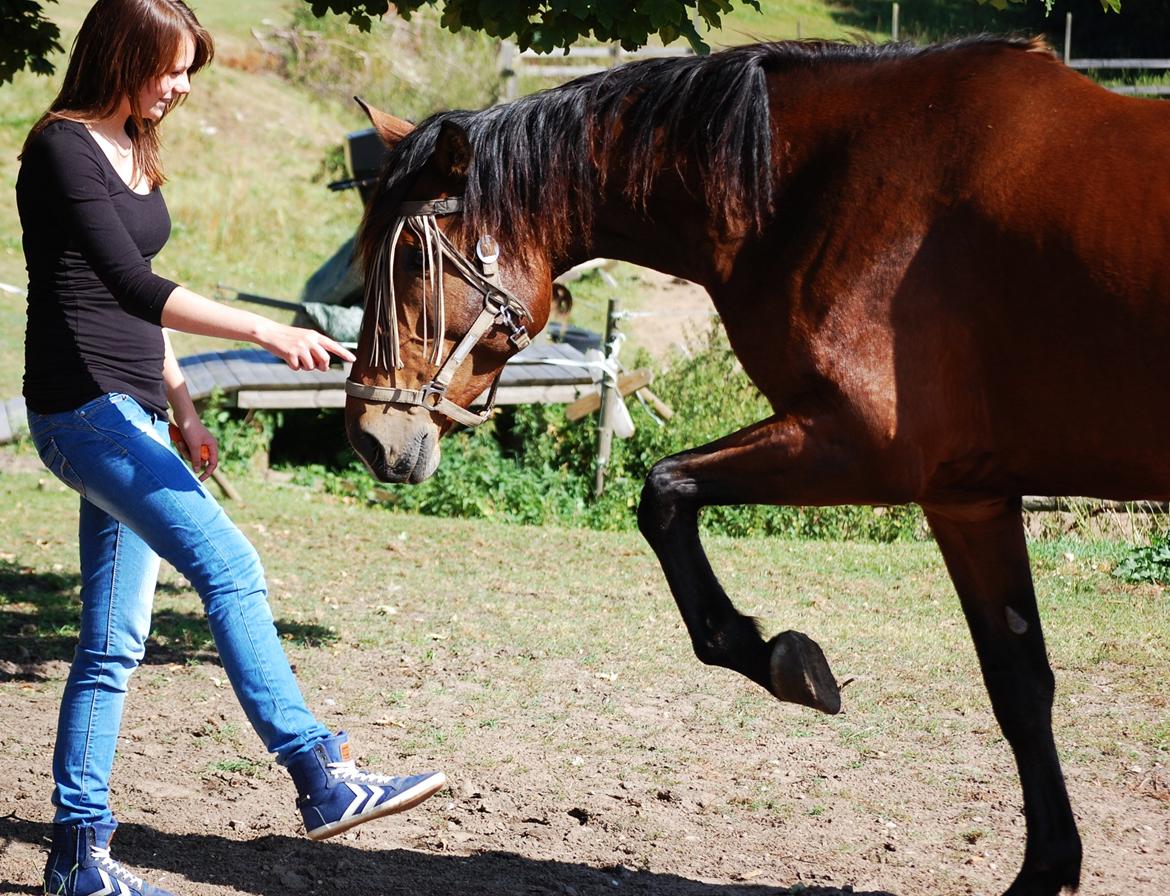 Anden særlig race Louzarina<3 (Baby-hesten) - Babyen har lært at løfte ben! :D <3 billede 5