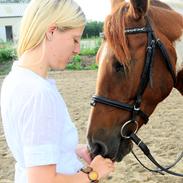 Anden særlig race Bluey
