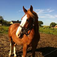 Frederiksborg Picasso Vejvad