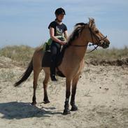 Anden særlig race Haugaard's Jolly