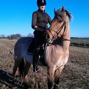 Anden særlig race Haugaard's Jolly