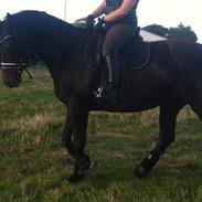 Dansk Varmblod Flicka