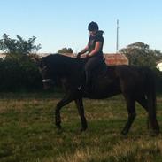 Dansk Varmblod Flicka