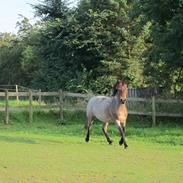 Welsh Partbred (Sec F) Kildegård Laura <3