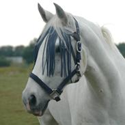 Irsk Sportspony Milton Express