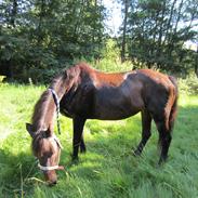 New Forest Polly