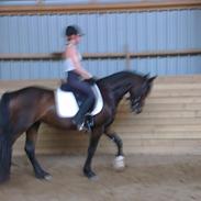 Anden særlig race No Sonic