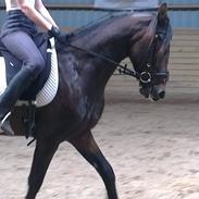 Anden særlig race No Sonic