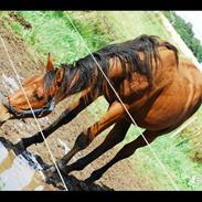 Dansk Varmblod Newmoon