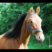 Dansk Varmblod Newmoon