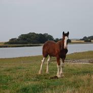 Shire Shirefarm King of Hearts