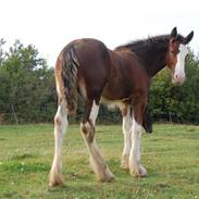 Shire Shirefarm King of Hearts