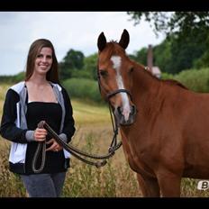 Anden særlig race Carlo