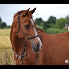 Anden særlig race Carlo