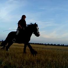 Irish Cob Kloster's Maxi - *vikarhesten*