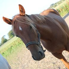 Anden særlig race Eligance