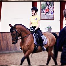 Hollandsk Sportspony Star Appeal