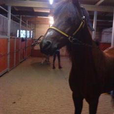 Anden særlig race Ginger <3