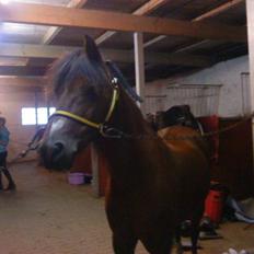 Anden særlig race Ginger <3