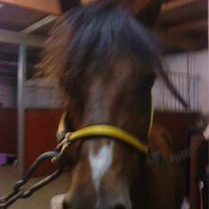 Anden særlig race Ginger <3
