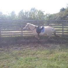 Fjordhest Bisnapgård´s Sjamør