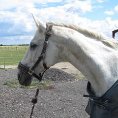 Anden særlig race King [Min part]