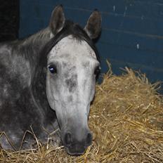 Anden særlig race Matcho