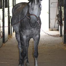 Anden særlig race Matcho