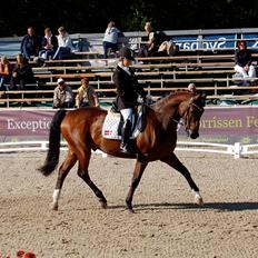 Dansk Varmblod Markgårds Donnewind