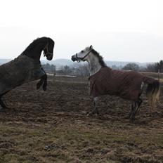Connemara Bobby af Boest Nørregaard