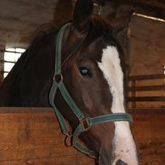 Anden særlig race Søbo's Chacor 