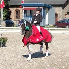 Welsh Pony (sec B) Silver A-pony
