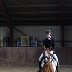 Anden særlig race Kirkegårdsminde Diana.