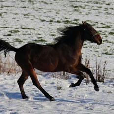 Oldenborg *-* Østerhjelms Labell *-*