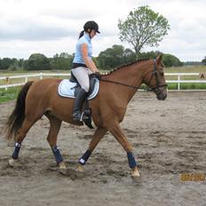 Dansk Varmblod Soks Søgård