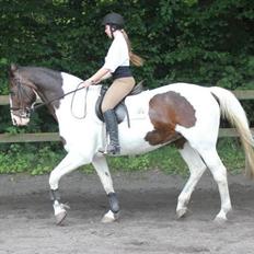 Anden særlig race Maglebjergs Color Girl