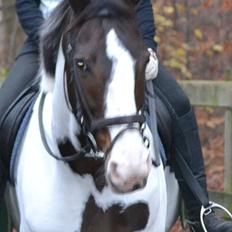 Anden særlig race Maglebjergs Color Girl