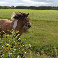 Anden særlig race Isabella