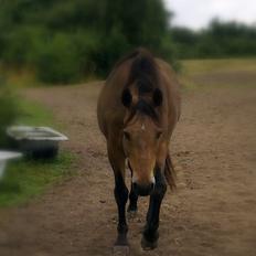 Anden særlig race Topper Too