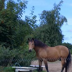 Anden særlig race Topper Too