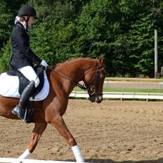Hollandsk Sportspony Edo