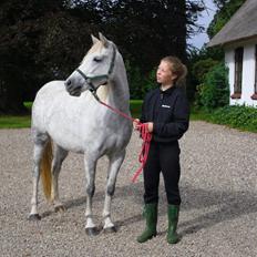 Welsh Partbred (Sec F) Klintholms Miss Shania