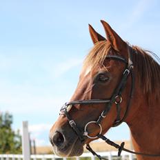 New Forest Poppings William