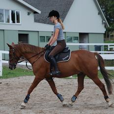 New Forest Poppings William